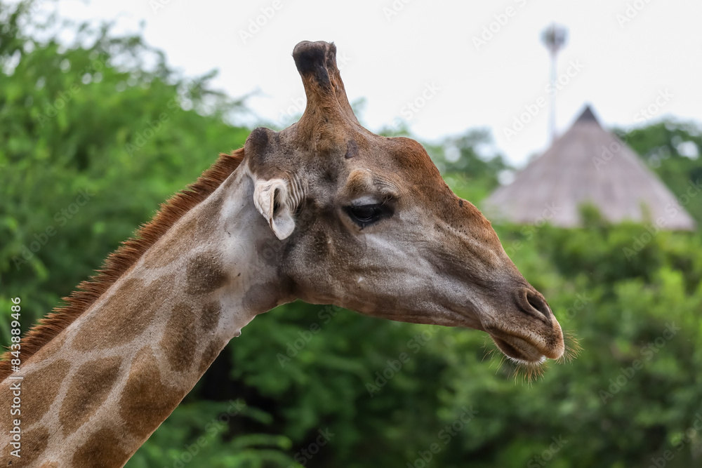 Close up head giraffe in the garden Close up head giraffe in the garden