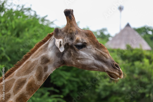 Canvas Print Close up  head giraffe in the garden