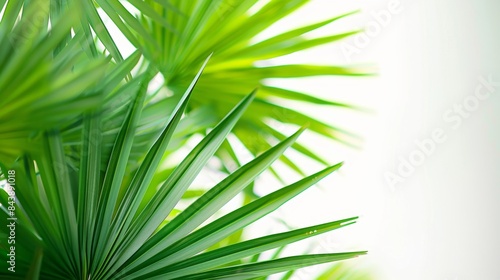 Fresh green palm leaves on a bright blurred background