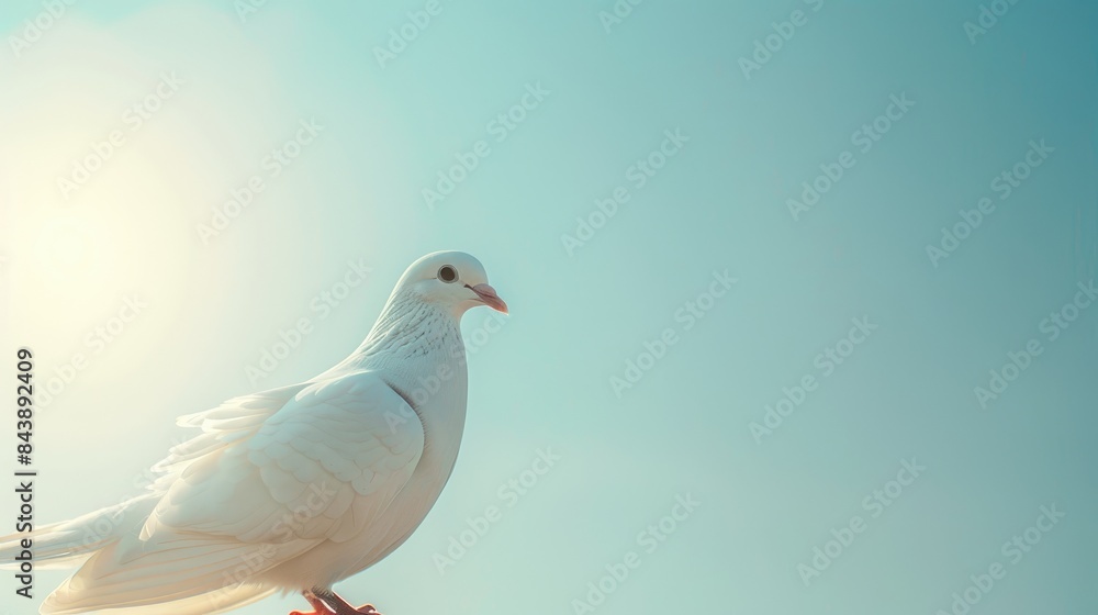 Fototapeta premium A white dove under the brilliant sunlight in the sky of soft blue hue