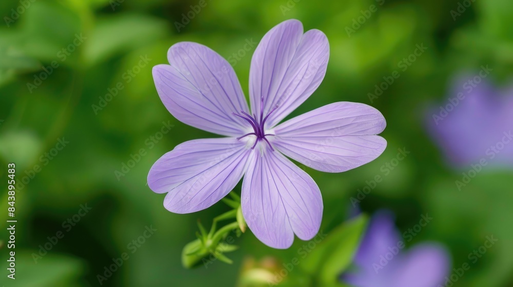 A detailed view of a funnel like light purple flower with five petals A detailed view of a funnel like light purple flower with five petals