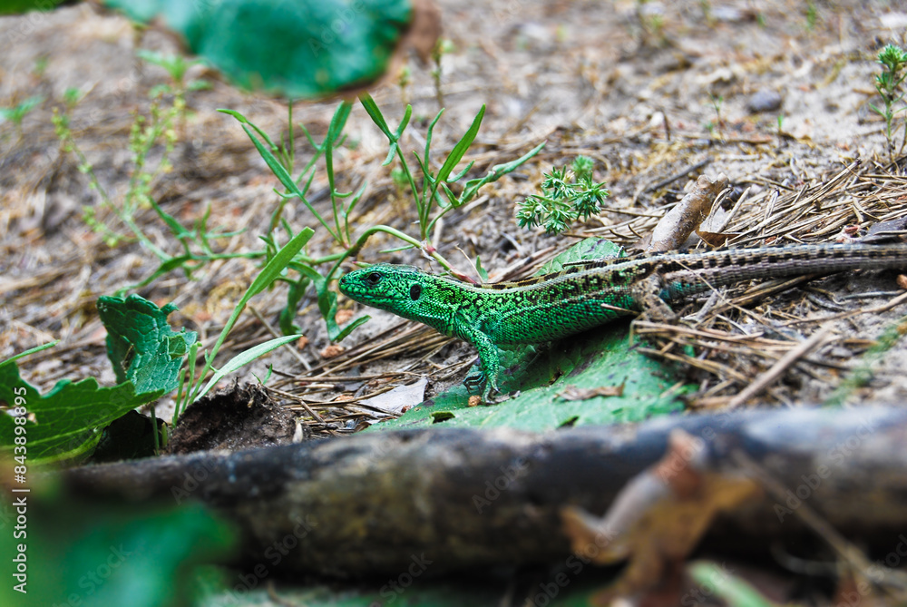 a large lizard runs along the forest floor in a summer forest a large lizard runs along the forest floor in a summer forest