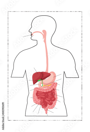 human digestive system. location of the gastrointestinal tract in the human body. Vector Hand Drawn Sketch Set of Anatomical Human Organs