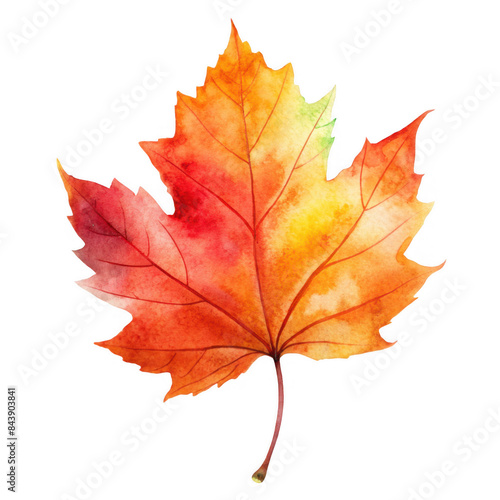 Wallpaper Mural Watercolor autumn maple leaf illustration in vibrant shades of red, orange, and yellow, perfect for fall and nature themes. Isolated on transparent background, png. Torontodigital.ca