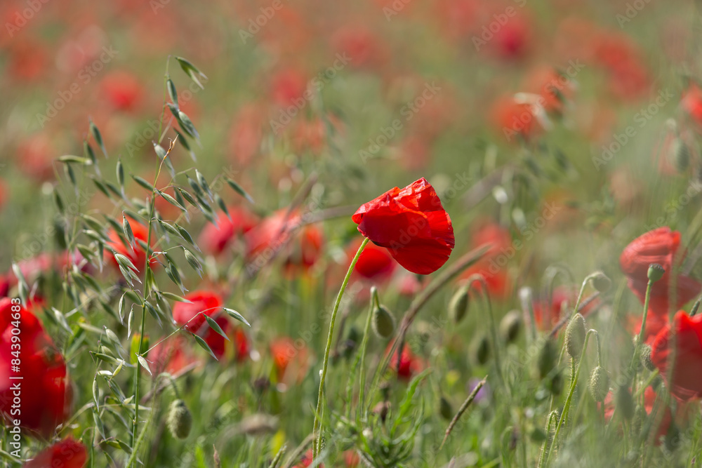 Fototapeta premium A poppy field in bloom in Sussex, with a shallow depth of field