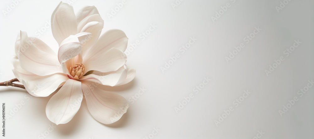 Obraz premium Pink magnolia branch with spring flowers on a white background for design and postcard.
