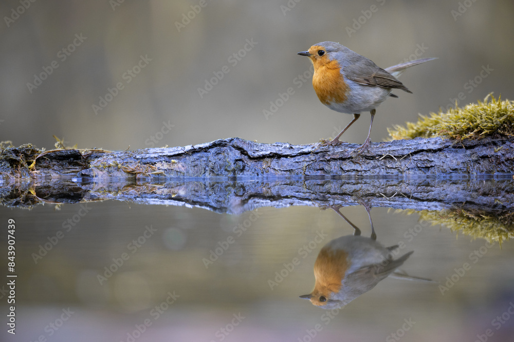 Bird Robin Erithacus rubecula, small bird in forest puddle, spring time in Poland Europe Bird Robin Erithacus rubecula, small bird in forest puddle, spring time in Poland Europe