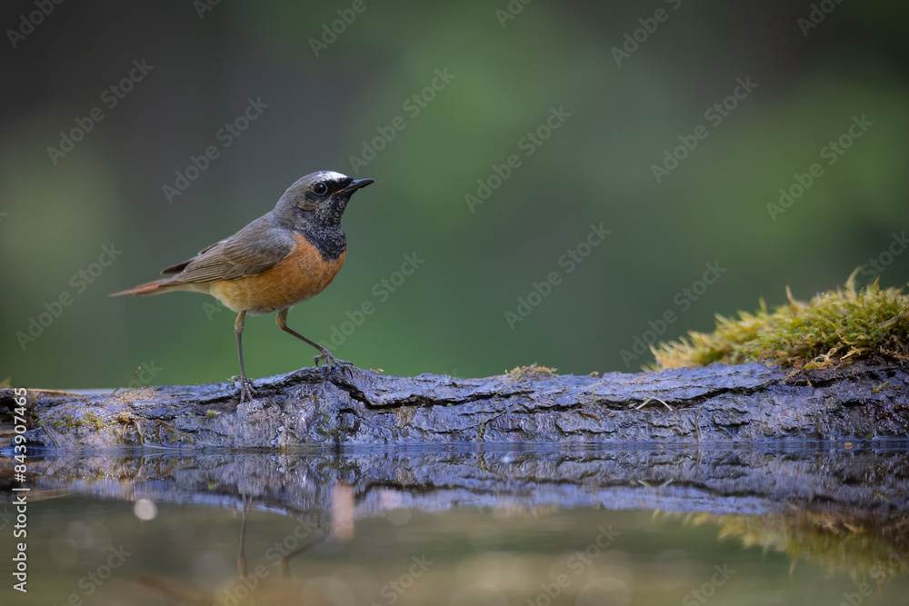 Fototapeta premium Bird Redstart Phoenicurus phoenicurus small bird on green background spring time bird drinking water on forest pond