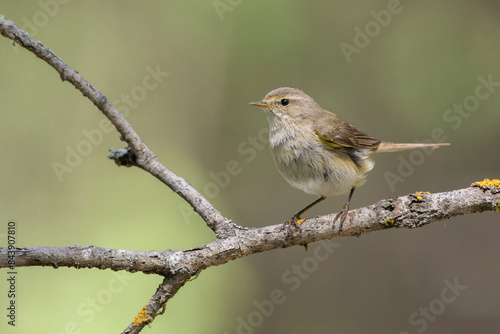 Small bird - Willow warbler Phylloscopus trochilus perched on tree, spring time