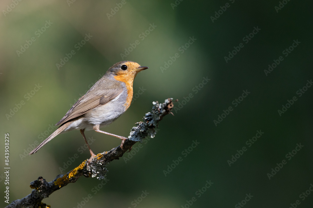 Bird Robin Erithacus rubecula, small bird in forest puddle, spring time in Poland Europe Bird Robin Erithacus rubecula, small bird in forest puddle, spring time in Poland Europe