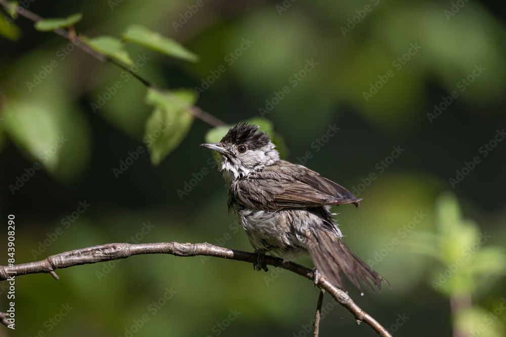 Bird - male Blackcap Sylvia atricapilla spring time, Poland Europe Bird - male Blackcap Sylvia atricapilla spring time, Poland Europe