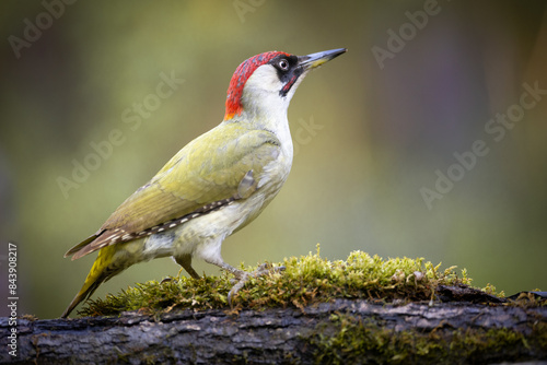 Bird - Green woodpecker Picus viridis on forest pond, bird drinking water, wildlife Poland Europe