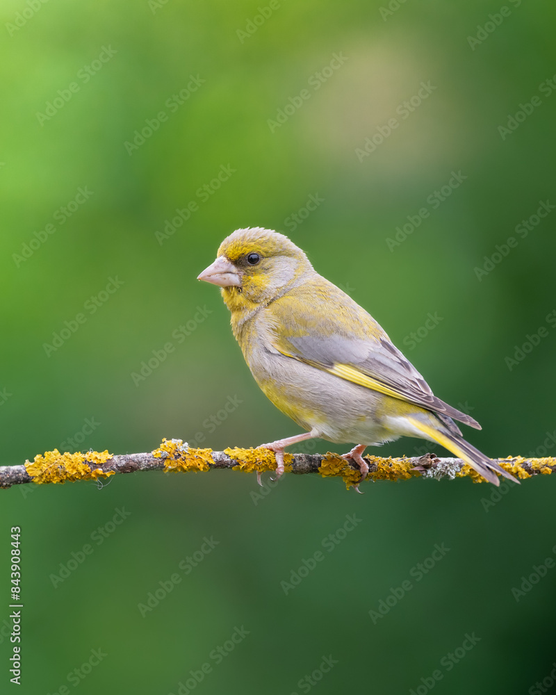 Obraz premium European greenfinch Chloris chloris or common greenfinch songbird small yellow bird on blurry background 