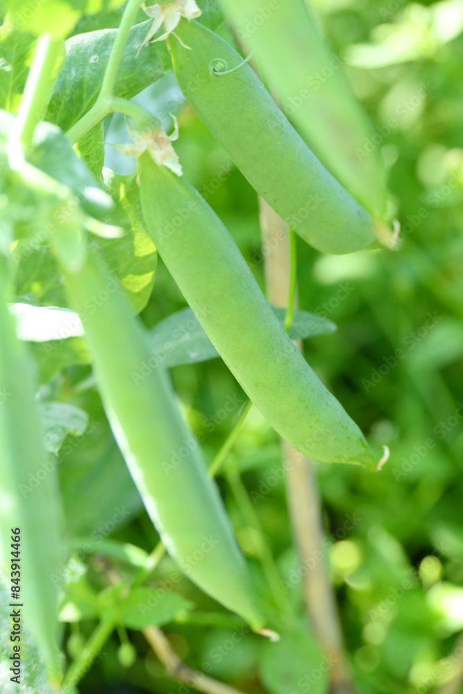 closeup the ripe green peas pods with plant growing in the farm soft focus natural green brown background. closeup the ripe green peas pods with plant growing in the farm soft focus natural green brown background.
