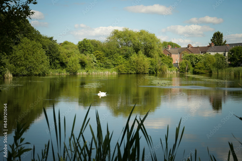 reflection of trees in the lake with swan reflection of trees in the lake with swan