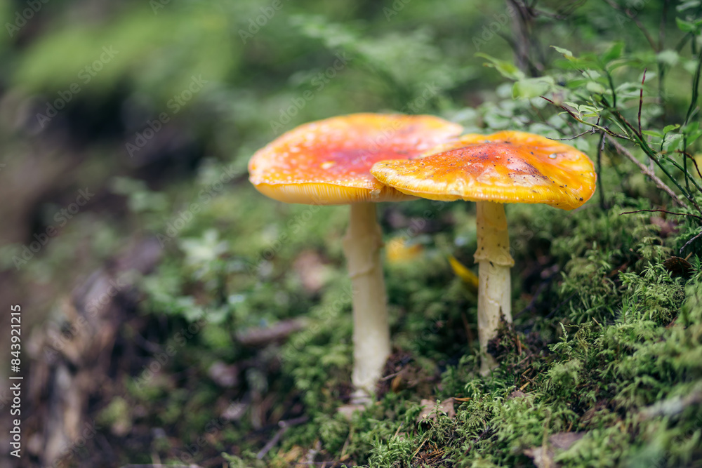 Closeup of two red fly agaric mushrooms on green forest ground Closeup of two red fly agaric mushrooms on green forest ground