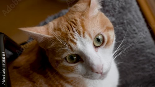Wallpaper Mural Close up of a curious orange and white cat looking directly at the camera while lying on a couch near the window Torontodigital.ca