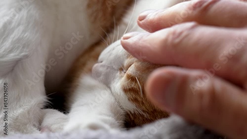 Close-up video of a cat sleeping peacefully as a hand gently strokes its fur. The warmth of the afternoon sun illuminates the scene. photo