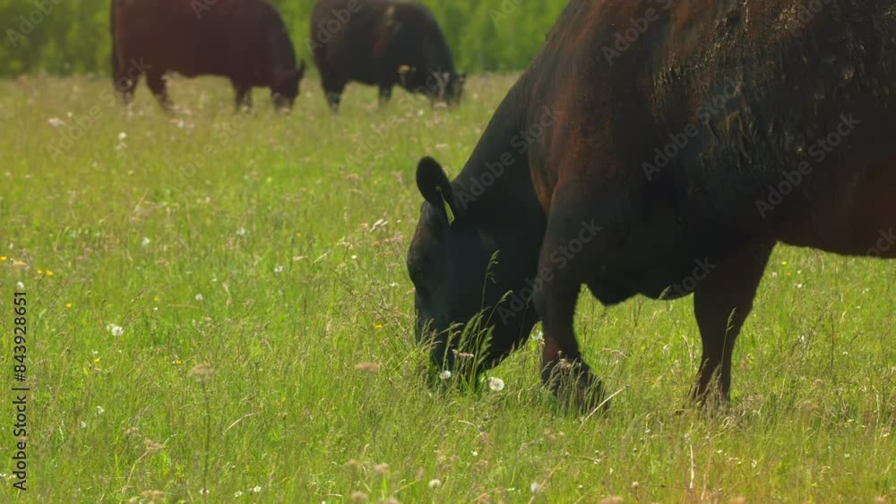 Black Angus Cattle Cows Grazing On Farmland. Cows Grazing On A Green ...
