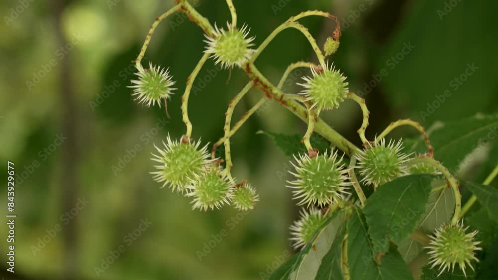 Prickly chestnut burrs on a tree branch on a sunny summer day in forest Prickly chestnut burrs on a tree branch on a sunny summer day in forest