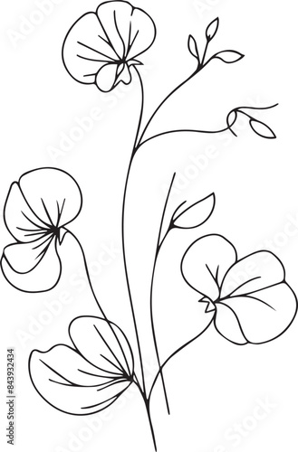 Sweet pea line drawings, hand-painted Sweet pea  wall art, sweet pea botanical wall art, Sweet pea drawing, periwinkle stock outline drawing, Sweet pea line art, fresh sweet pea home wall decor