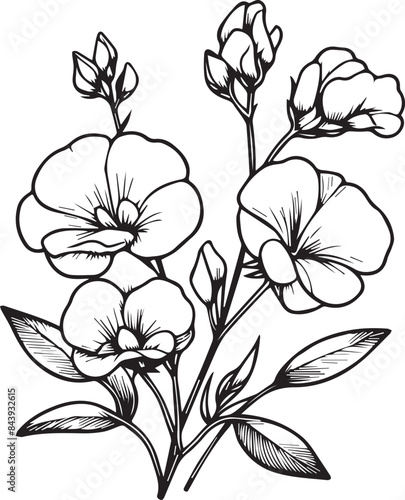 Set of a decorative stylized Sweet pea flower isolated on white background. Highly detailed vector illustration, doodling and zentangle style, tattoo design blossom Sweet pea, Sweet pea line drawing