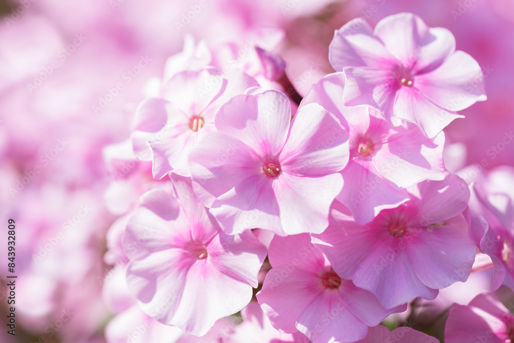 blooming pink phlox flowers in garden blooming pink phlox flowers in garden