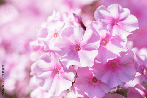 blooming pink phlox flowers in garden