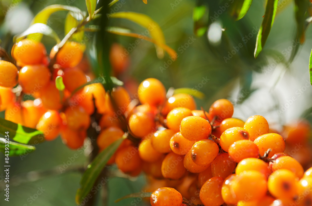 ripe sea buckthorn berries on a tree ripe sea buckthorn berries on a tree