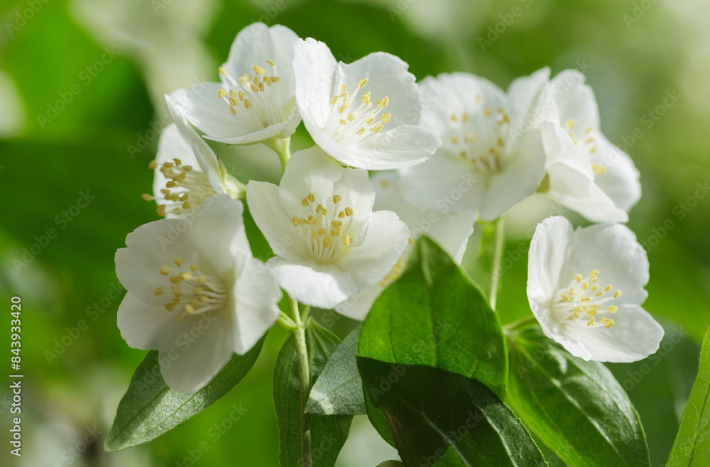Fototapeta premium jasmine flowers on a bush in a garden
