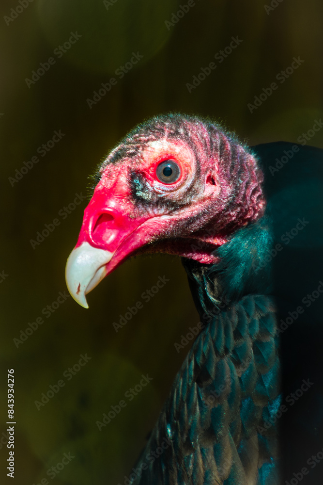 portrait of a country vulture under the sun portrait of a country vulture under the sun