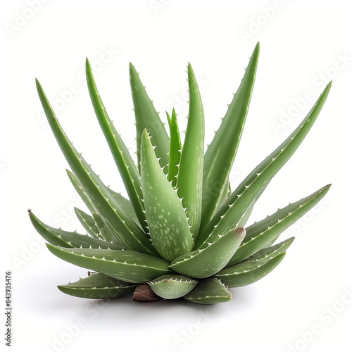 Close-up aloe vera Portrait, isolated on a white background.