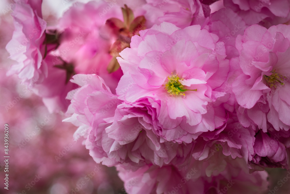 Close up of pink cherry flowers in spring Close up of pink cherry flowers in spring
