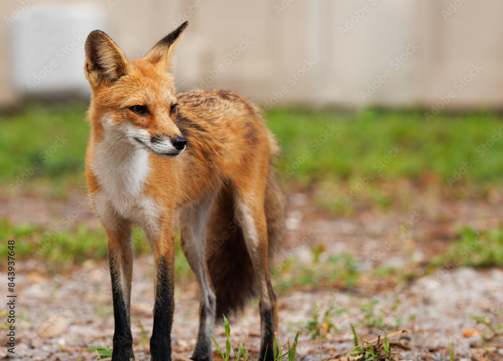 A handsome red fox (Vulpes vulpes) visits the grounds of a suburban condo complex in Sarasota, Florida A handsome red fox (Vulpes vulpes) visits the grounds of a suburban condo complex in Sarasota, Florida