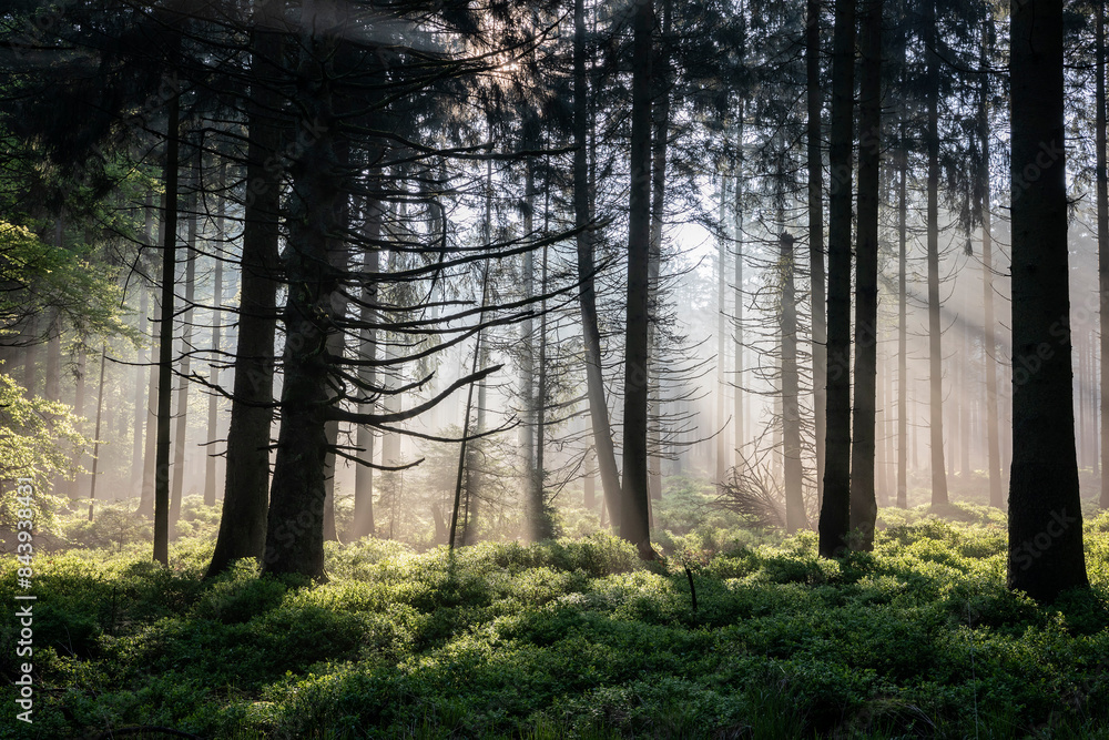 sun rays in foggy coniferous forest sun rays in foggy coniferous forest