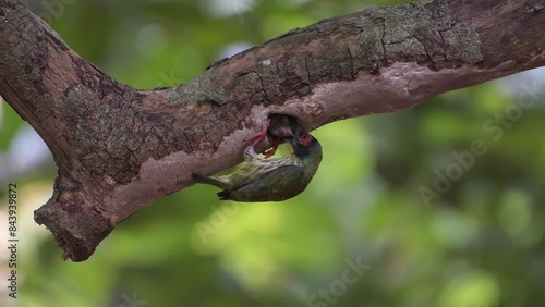 Coopersmith barbet feeding its chicks photo