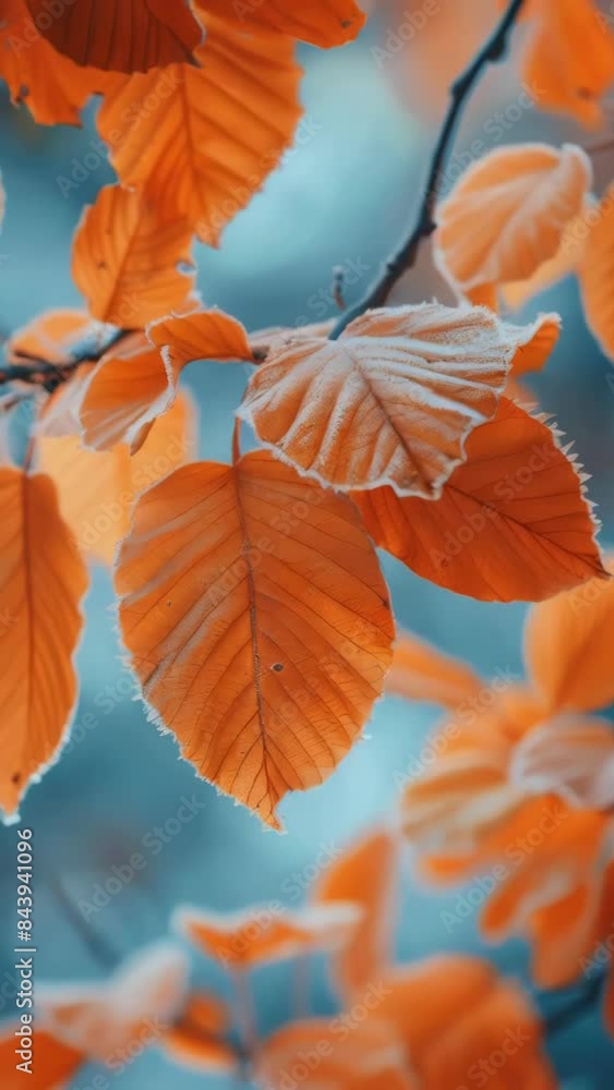Close up of leafy tree branch with orange leaves Close up of leafy tree branch with orange leaves