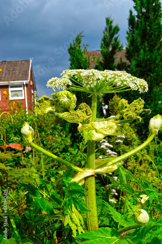 Heracleum sosnowskyi known as Giant hogweed is the most well-kno photo