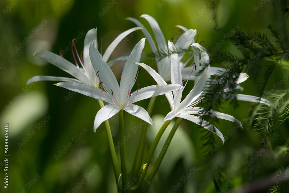 Obraz premium Wild Crinum Lily