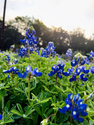 Texas Bluebonnets in a field