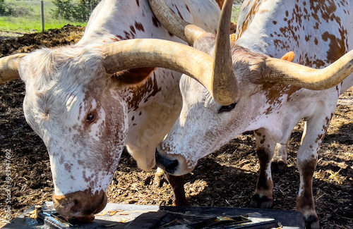 Texas Long Horns