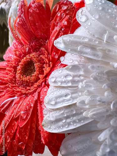 red and white flower