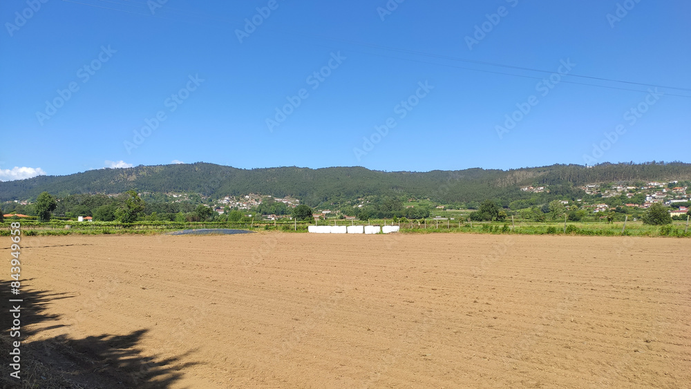 Green corn maize field in early-stage (Leaf Stages (Vn)). Corn agriculture in Lamelas, Portugal. Green nature. Rural field on farmland in spring.
