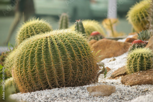 cactus in the garden