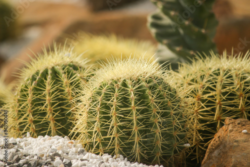 cactus in the garden