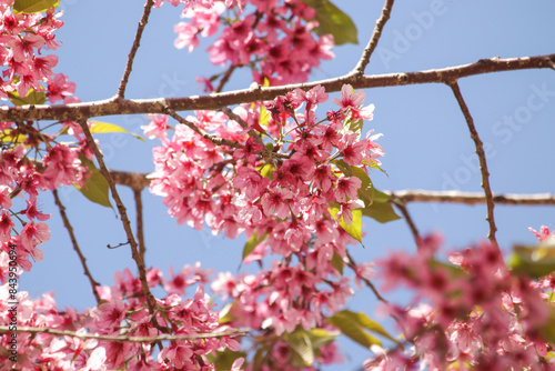 Thai Sakura flower background in winter season on tree, prunus cerasoides at Chaing mai Province, Thailand.