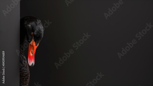 Fototapeta Naklejka Na Ścianę i Meble -  Concept of a black swan event