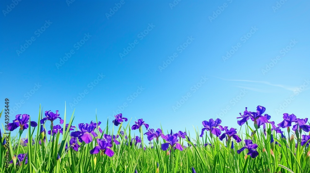 Summer meadow scene with purple irises and a backdrop of clear blue skies, perfect for copy space for text Summer meadow scene with purple irises and a backdrop of clear blue skies, perfect for copy space for text