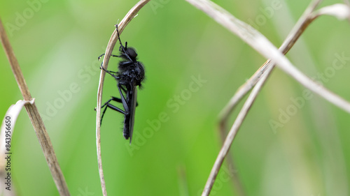 Eurytoma schreineri. Bibionomorpha. mosquito. Mosquito resting on dry grass. Male and female mosquitoes feed on nectar and plant juices. insect close-up, macro photo. pest, thickfoot photo