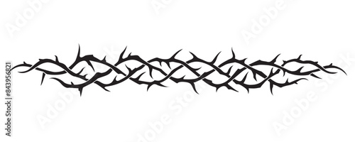 black crown of thorns image isolated on white background